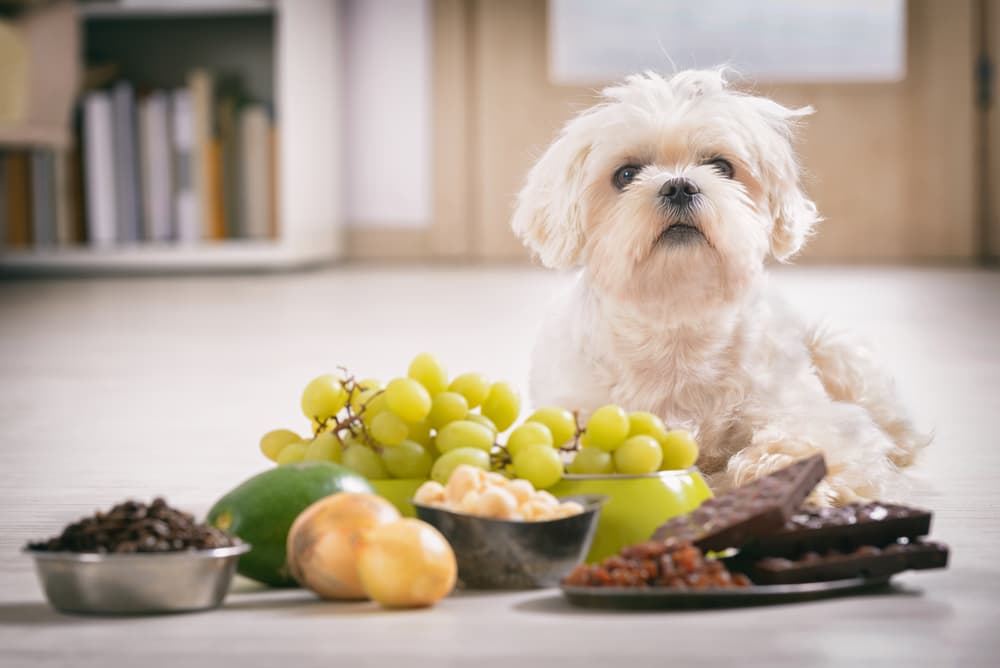 Unsafe Foods For Dogs,  vet London ON