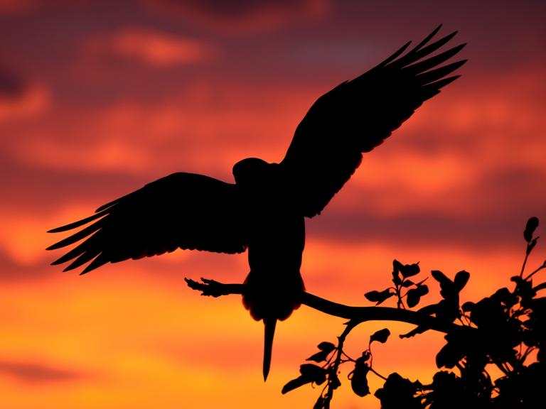 A silhouette of a parakeet spreading its wings
